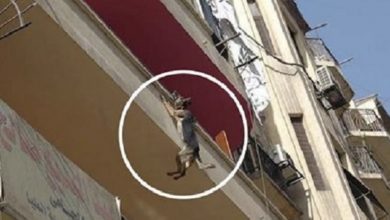Photo of Desperate Leap for Freedom: A Dog’s Harrowing Struggle Chained Up, Starved, and Thirsty on a Balcony