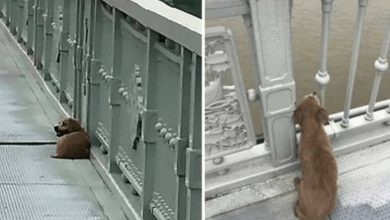 Photo of Owner’s Life Ends in Bridge Jump, Leaving Loyal Dog Behind in Solitude