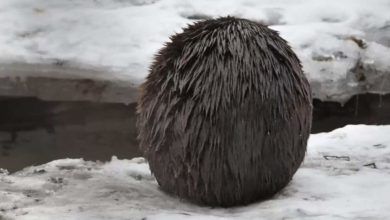 Photo of Wildlife Photographer Captures Unusual Photo of a Bear Hiding in the Snow but It Was Not A Bear At all