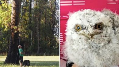 Photo of Reunited in the Sky: WIRES Successfully Relocates Stuck Bird to Nest