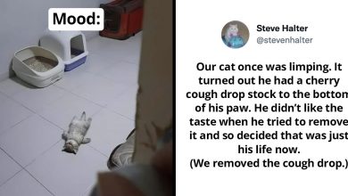 Photo of 21 Hilarious Dog And Cat Posts From The Internet That Will Bring A Smile To Your Face