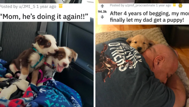 Photo of 20 Dogs That You Will Fell In Love With Instantly