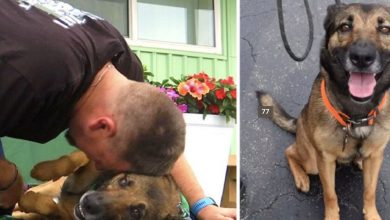 Photo of Dog Thrown From A Balcony Gets New Lease Of Life As Veteran’s Service Dog
