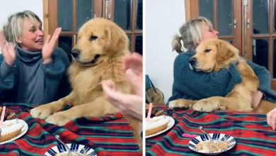 Photo of Dog Was Very Excited When Family Sings Happy Birthday To Him. He Kept Jumping