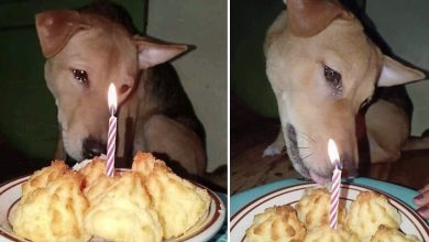 Photo of The once-abandoned dog met with joy: The dog shed tears as the new family held its first birthday party
