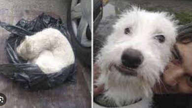 Photo of After being discovered nearly dead in a plastic bag, a small dog is given a new life