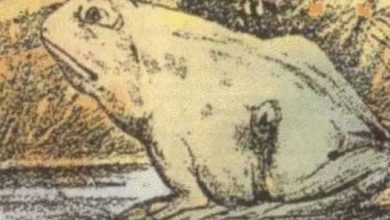 Photo of Only certain people can see the horse in this picture – are you one of the special few?