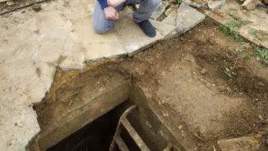 Photo of Man Kept Hearing Strange Noises Under Driveway, Look What He Found Inside