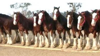 Photo of He tells 11 horses to line up, and then he says, “Watch the middle horse.”