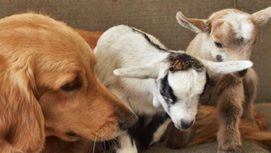 Photo of Meet The Golden Retriever, Who Is Known As The Adoptive Mother Of Rescued Baby Goats.
