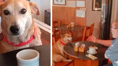 Photo of Dog adopted by a coffee shop sits with customers every day, try to keep them company