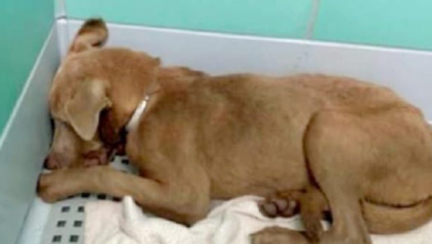 Photo of Heartbreaking: Scared and completely shut down puppy being returned to shelter by foster home