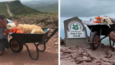 Photo of Man Wheelbarrows His Dying Dog Up His Favorite Mountain One Last Time!