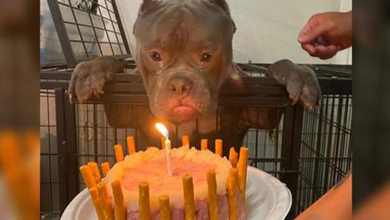 Photo of He had a happy birthday! When the homeless dog celebrated his first birthday at the animal shelter, he sobbed with delight.