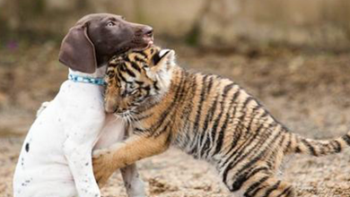 Photo of Tiger Cub Rᴇᴊᴇᴄᴛᴇᴅ By Its Mother Finds A Best Friend In A Puppy