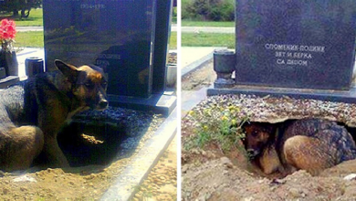 Photo of Dog refuses to leave grave – then a woman sneaks closer to find the truth