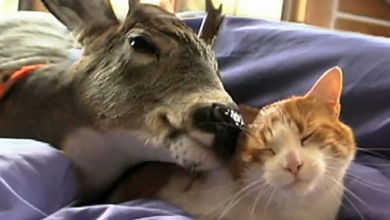 Photo of Small Deer Finds His Best Caregiver – This Sweet Cat After Being Rejected By His Mother!