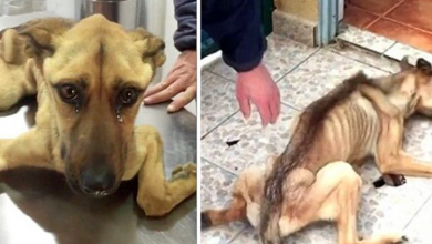 Photo of Stray Dog Is Only Skin and Bones, Can’t Walk Because It’s Been Starving and Thirsty for a Long Time