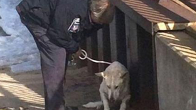 Photo of Officer Saves Freezing Dog Struggling To Survive, But That’s Not Even The Best Part Of The Rescue