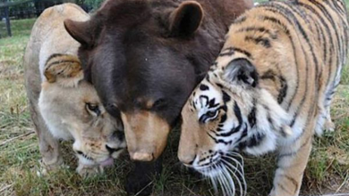 Photo of Rescued Lion, Tiger, And Bear Remained Best Friends For Over 15 Years!
