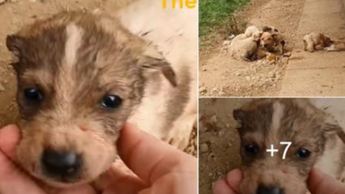 Photo of She suffered in long time without help try to feed her puppies for survived until she can’t