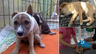 Photo of Puppy battles for her life after deadly bite wounds.