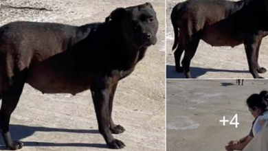 Photo of Pregnant stray dog completely melts when realizes she’s being adopted