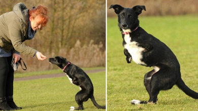 Photo of A Dog Has 2 Legs Was Sᴀᴠᴇᴅ Fʀᴏᴍ ᴄᴇʀᴛᴀɪɴ ᴅᴇᴀᴛʜh