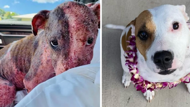Photo of Puppy Buried Alive on a Beach is Now Thriving with Foster Fail Family