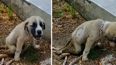 Photo of Thin Neglected Dog Was Exhausted, Coma, Lying Motionless on The Front Porch Begging every Passerby To Help In Vain
