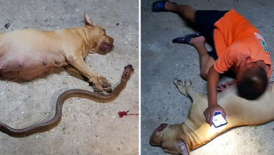 Photo of Pregnant pit-bull sacrifices her ‘children’ to protect her owner’s daughter