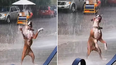 Photo of The viral video of the dog dancing in the rain made viewers extremely excited