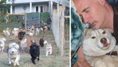 Photo of Man Builds 4-Acre Enclosure For His 45 Rescued Dogs So They Can Run Free