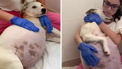 Photo of Pregnant Mama Dog Abandoned In Front of Shelter Is Now A Mother Of 14 Puppies