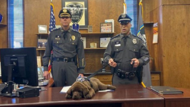 Photo of Tiny police dog who loves to nap snoozes through his entire swearing-In ceremony