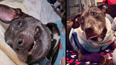 Photo of R.I.P. Frodo, The last surviving dog rescued from michael vick’s dogfighting ring