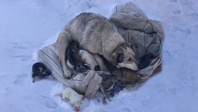 Photo of Mama Dog is Crying, Begging to Be Saved After Giving Birth to 10 Puppies in The Cold Snow