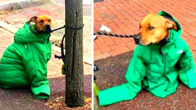 Photo of Woman Sees Dog Shivering In Cold Outside, Gives Her Own Coat To Keep Him Warmm