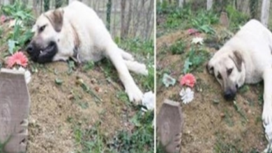 Photo of This heartbroken dog ran away from home everyday to visit his dead owner’s grave