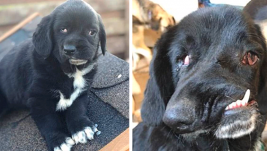 Photo of This Dog Has An Angel’s Heart Despite Her Outward Appearance!