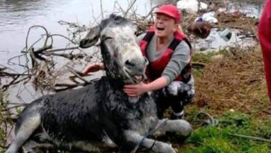 Photo of Donkey Smiles From Ear To Ear After Being Rescued