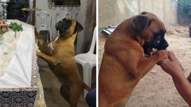 Photo of This Dog Cried Like A Human At the Funeral Of Its Owner, Making Many People Cry
