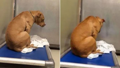 Photo of Dog Whose Adoption Fell Through Just Kept Staring At The Shelter Walll