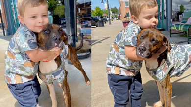 Photo of Mom Buys Dog And Son Matching Shirts To Convince Dad He’s Already Family
