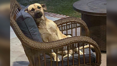 Photo of Woman wakes up to find stray dog sitting on her porch, helps him find a new home
