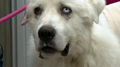 Photo of Heroic herding dog fights off 11 coyotes to save his flock of sheep