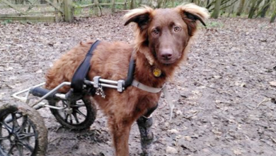 Photo of Dog ᴡɪᴛʜ ᴏɴᴇ ʟᴇɢ Gets ᴀᴅᴏᴘᴛᴇᴅ By Woman Who sᴀᴠᴇᴅ Her From ʙʀɪɴᴋ ᴏF ᴅᴇᴀᴛʜ