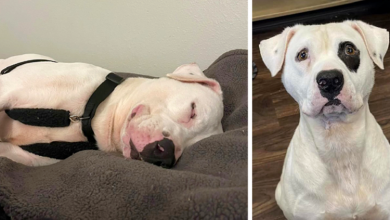 Photo of Longest shelter resident falls asleep smiling when he finally finds a family