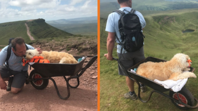 Photo of Man Wheelbarrows His Dy.ing Dog Up His Favorite Mountain One Last Time!