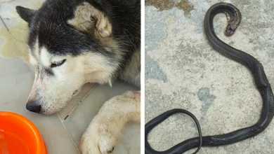 Photo of A Loyal Husky Sacrifices His Life Fighting 4-Foot Cobra To Save His family